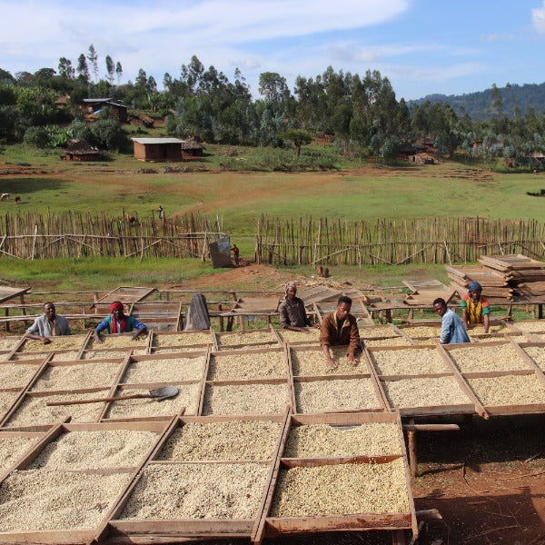 ETHIOPIA NIGUESSE NARE G1 MURANGO URAGA ANR