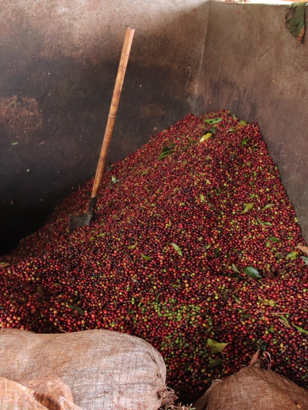 ETHIOPIA KORATE POPPAJI