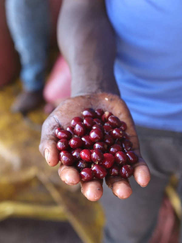 ETHIOPIA BUKU ABEL PANTERA