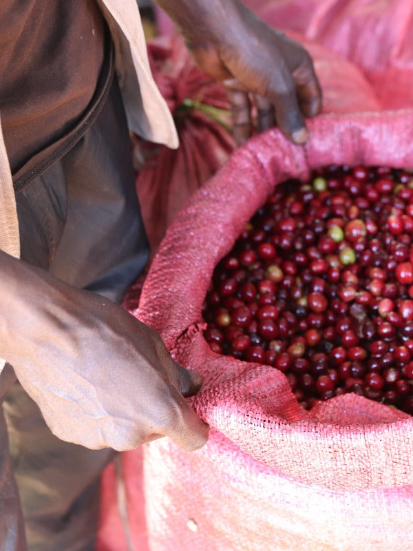 ETHIOPIA ECHAMO MOTTA