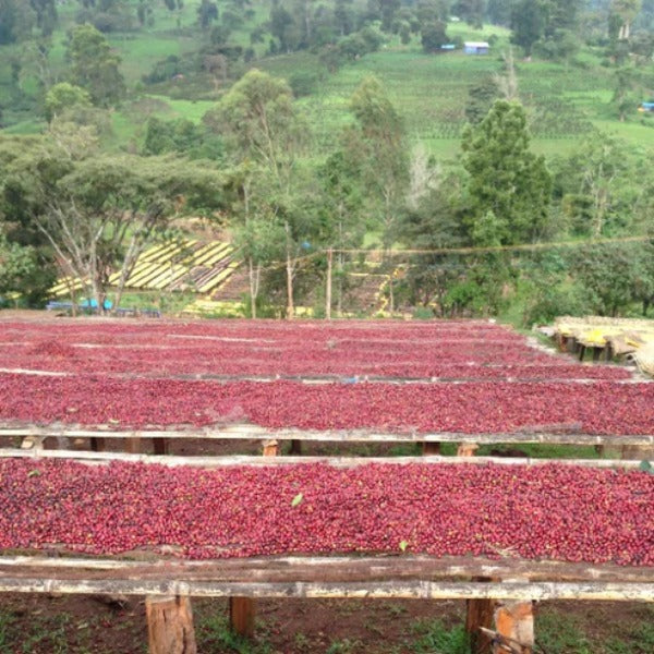 ETHIOPIA BUKU SAYISA ANNA