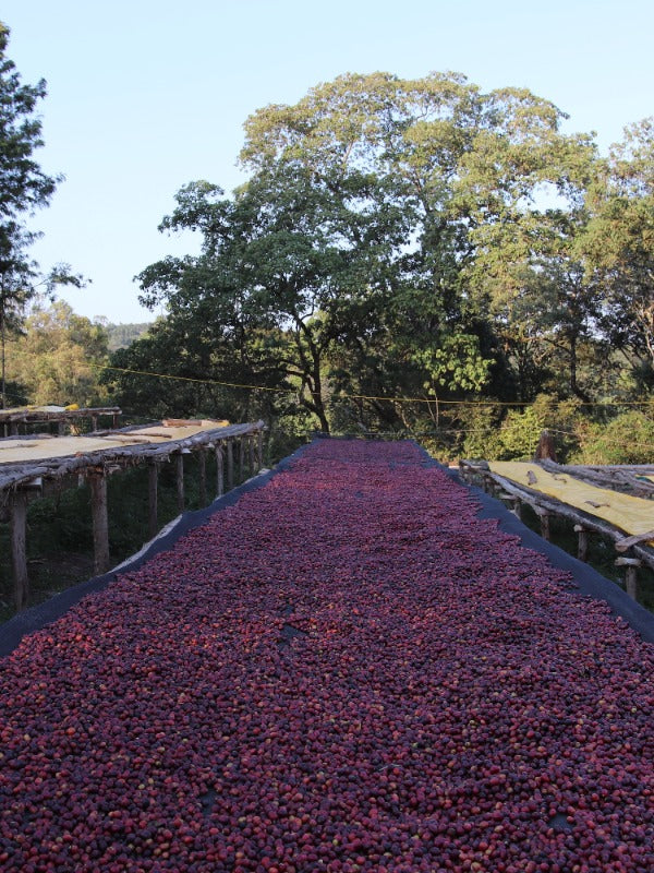 ETHIOPIA BUKU ABEL LOPITA