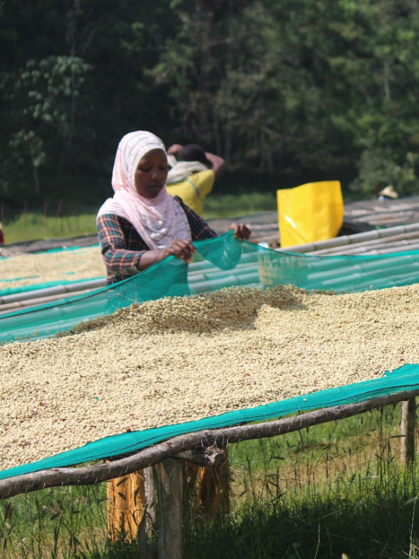 ETHIOPIA BOBEA UKE SEKTAR 