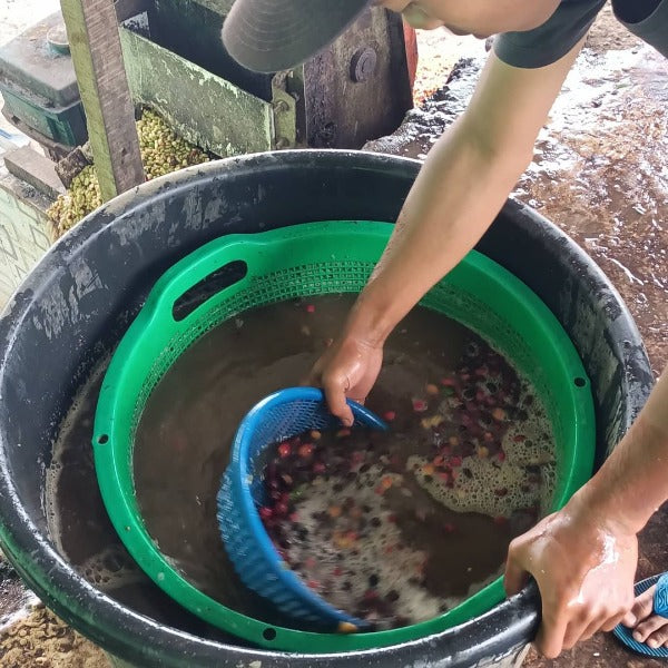 INDONESIA KERINCI NANA LACTIC