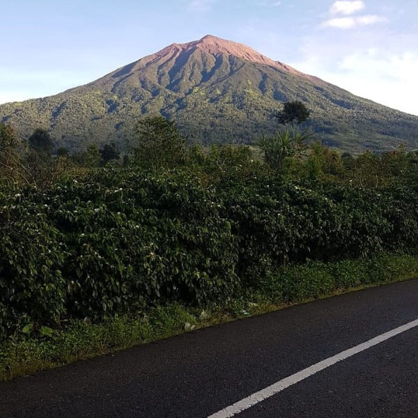 INDONESIA KERINCI NANA LACTIC