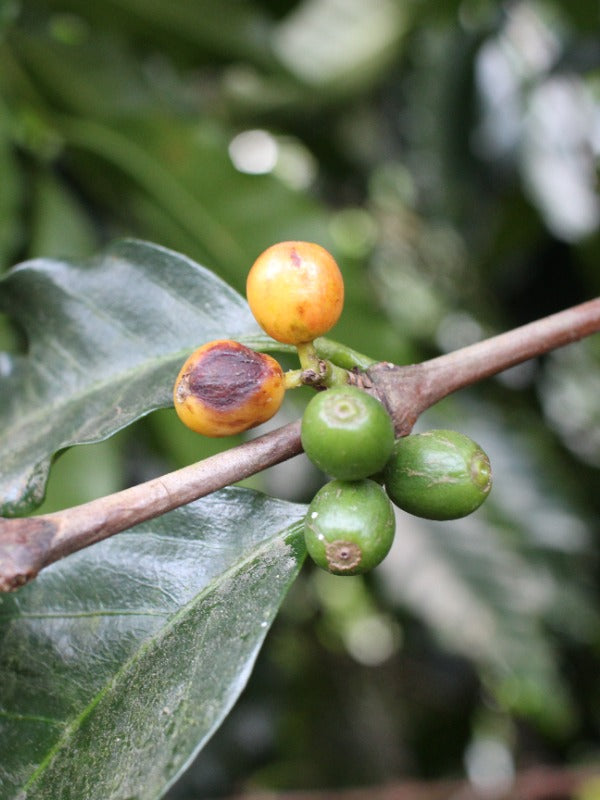 ETHIOPIA BOBEA UKE SEKTAR 