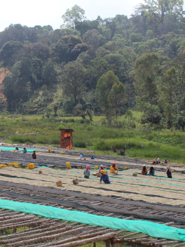 ETHIOPIA BOBEA UKE SEKTAR 