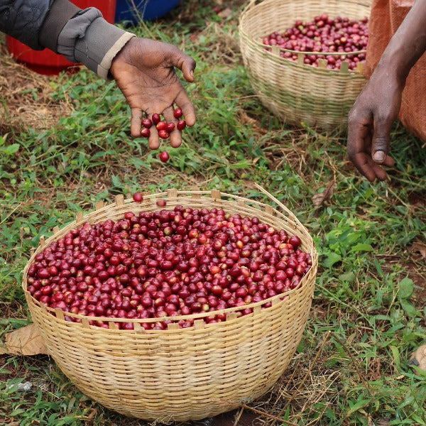 ETHIOPIA ISMAEL HASSEN KAYON MT.