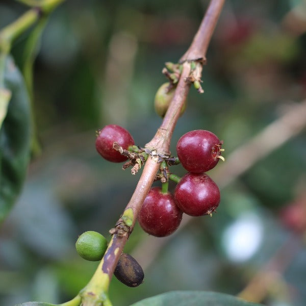 ETHIOPIA ISMAEL HASSEN KAYON MT.