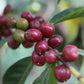 ETHIOPIA KAYON AMOYA