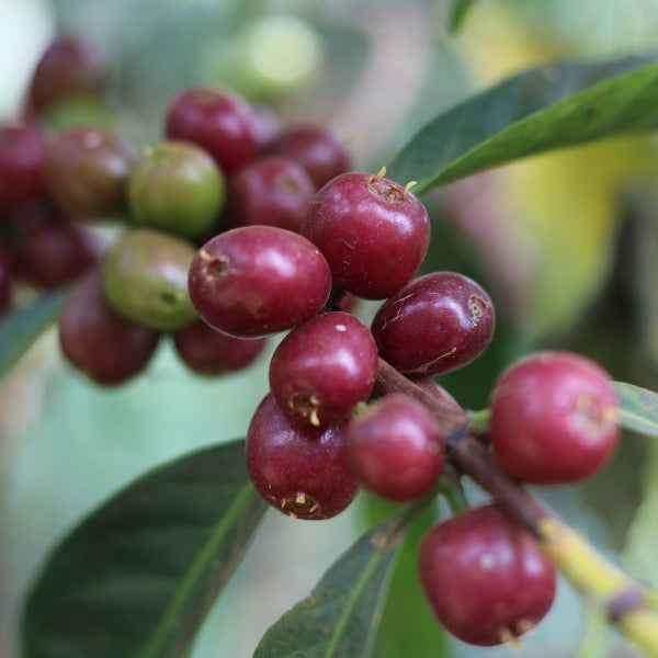 ETHIOPIA KAYON AMOYA