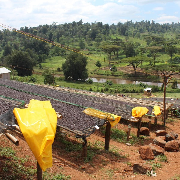 ETHIOPIA KAYON AMOYA