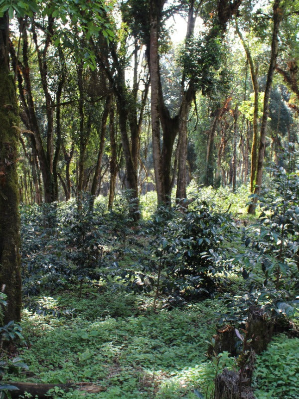 ETHIOPIA BUKU SAYISA OMEN
