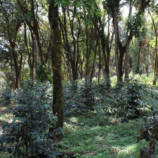 ETHIOPIA NIGUESSE NARE G1 MURANGO URAGA ANR