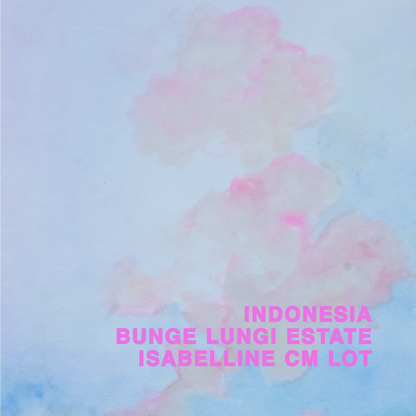 INDONESIA BUNGE LUNGI ESTATE ISABELLINE CM LOT