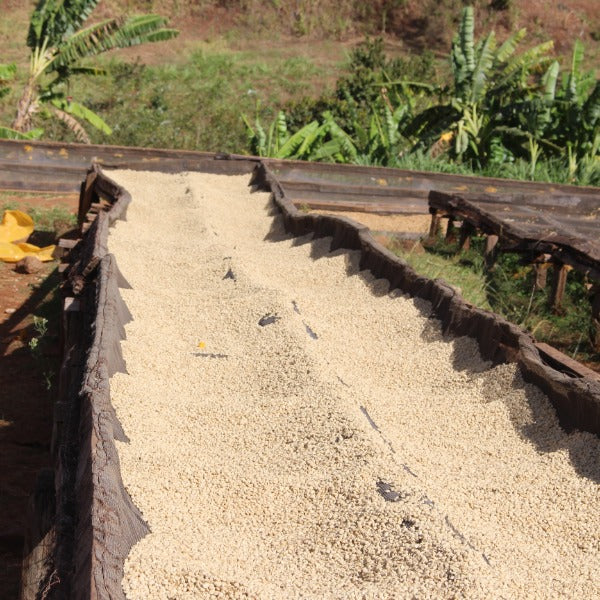 KENYA GACHATHA AB LOT 6002