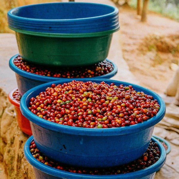 RWANDA INZOVU ROTO