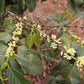 KENYA GACHATHA AB LOT 6002