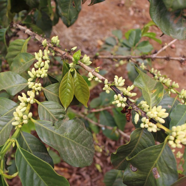 KENYA GACHATHA AB LOT 6002
