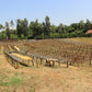 KENYA KIHUYO LOT 6191