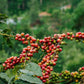 KENYA GATAMBOYA AB LOT 6000