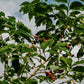 RWANDA INZOVU ROTO