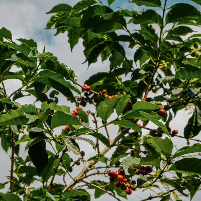 RWANDA INZOVU ROTO