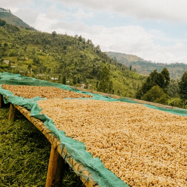 RWANDA INZOVU ROTO