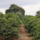 KENYA KARINDUNDU AA LOT 6182