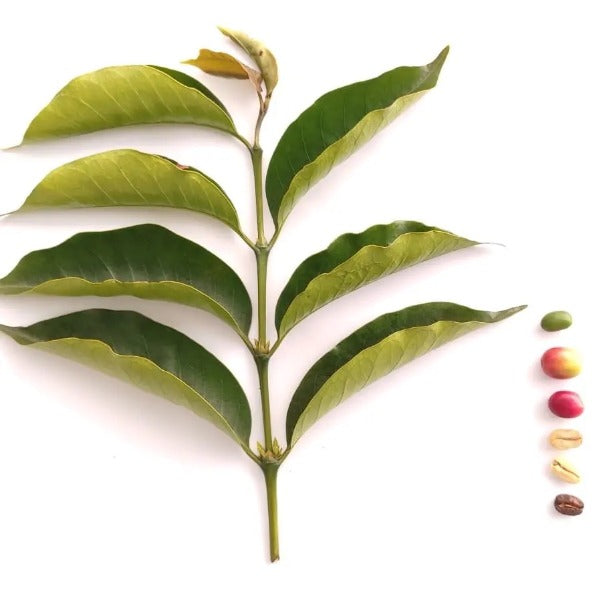 COLOMBIA EL PARAISO RED PLUM