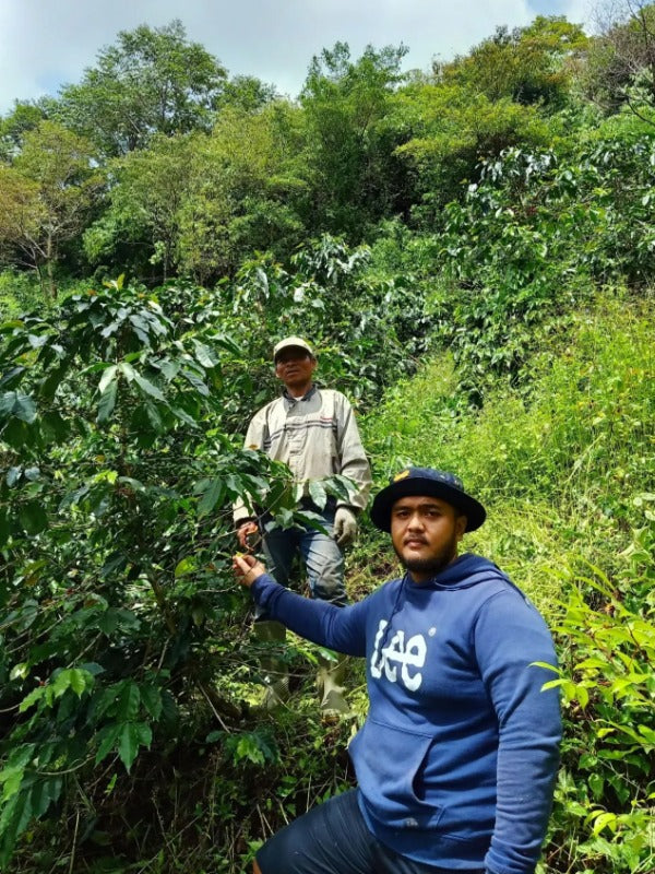 INDONESIA MANDAILING PAGAR ABYSSINIA