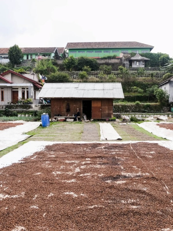 INDONESIA SAREPI SOJU PETHA