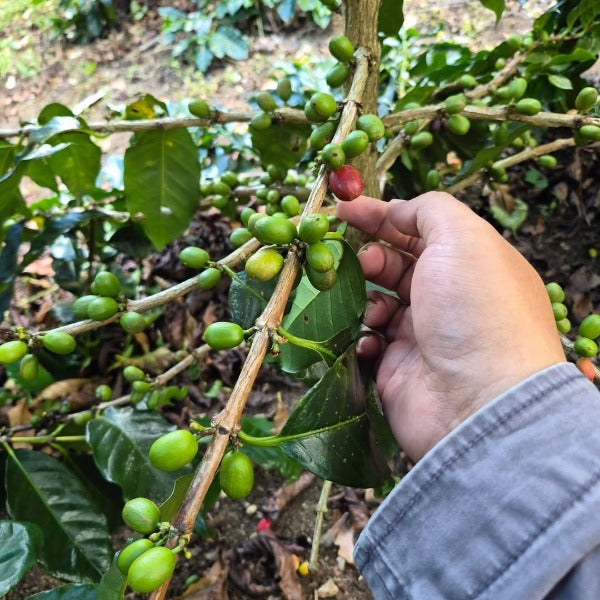 INDONESIA ONMA AEK NABARA