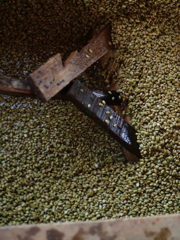 ETHIOPIA BOBEA UKE SEKTAR