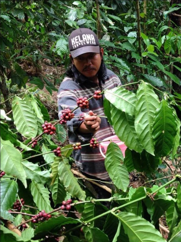 INDONESIA TORAJA SAPAN DANGI' 