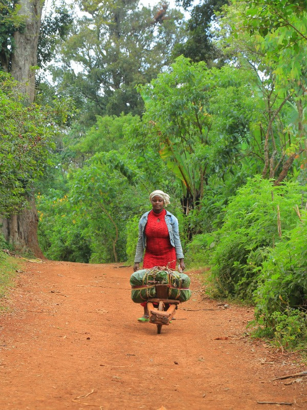 ETHIOPIA ECHAMO MOTTA