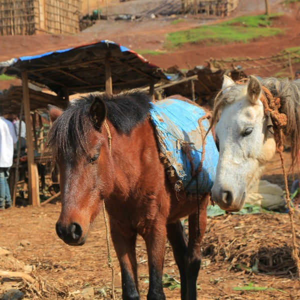 ETHIOPIA LALESA ONNA ANAEROBIC