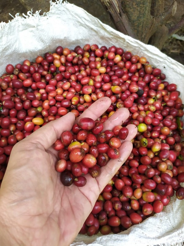 INDONESIA IJEN METAHAI MAFAKA #144