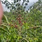 COLUMBIA EL DIVISO OMBLIGON SENTRA
