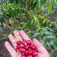 COLOMBIA GEISHA EL DIVISO LOT 02