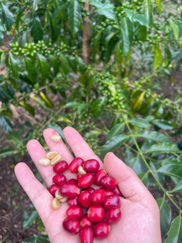 COLOMBIA GEISHA EL DIVISO LOT 02