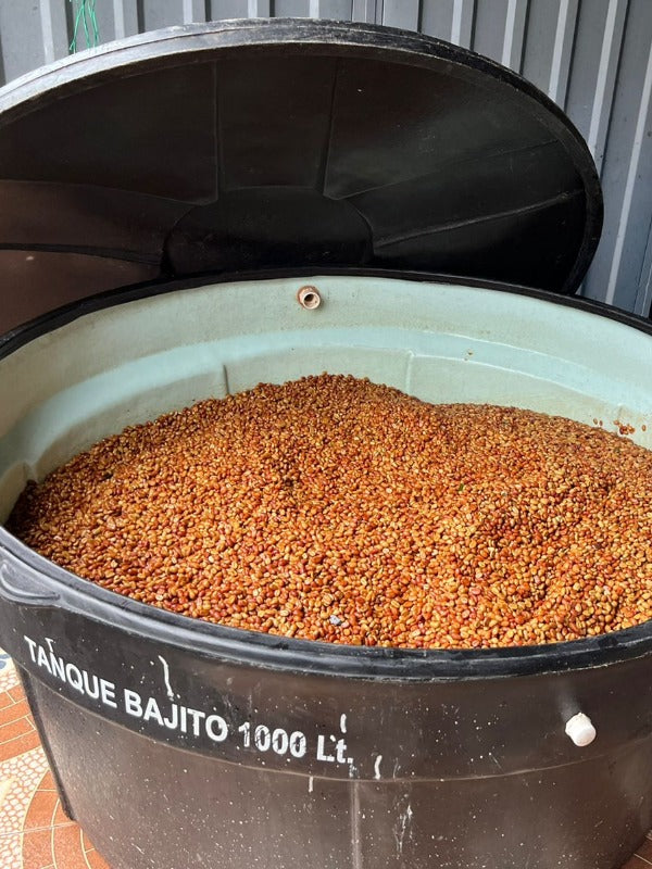 COLOMBIA GEISHA EL DIVISO LOT 02