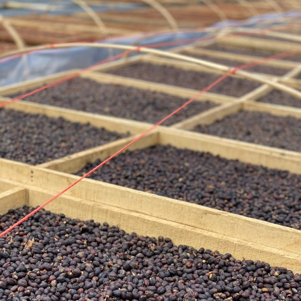 INDONESIA PANDASARI BUJA PROTOCOL