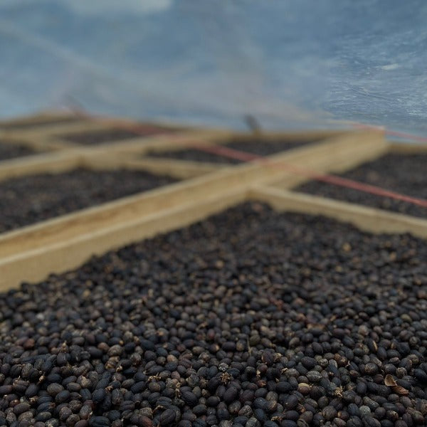 INDONESIA PANDASARI KARTIKA