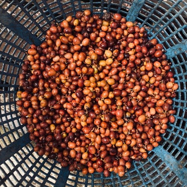 INDONESIA PANDASARI BUJA PROTOCOL