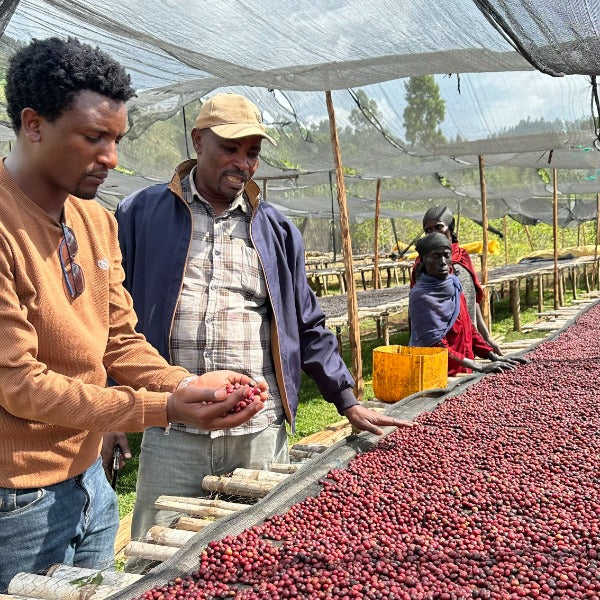 ETHIOPIA SAGARA HARO GENET G1 LOT 3