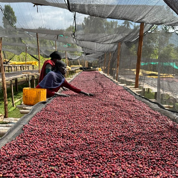 ETHIOPIA SAGARA HARO GENET G1 LOT 3