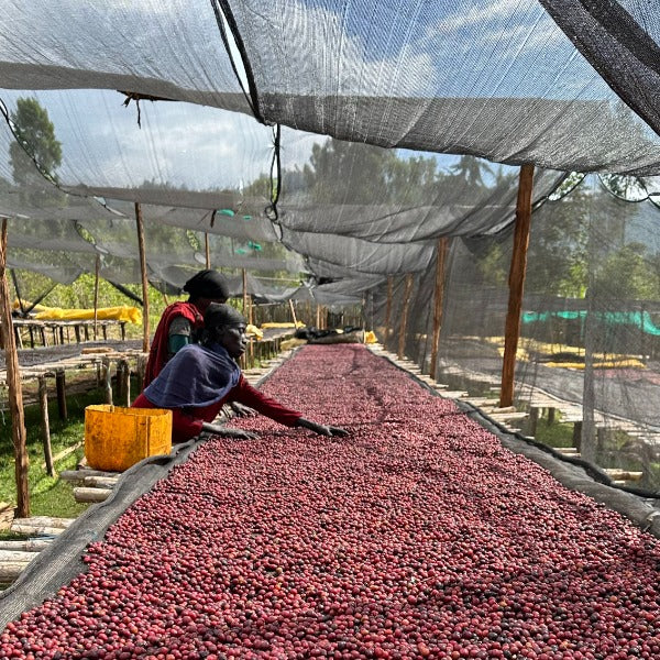 ETHIOPIA SAGARO KOKOSE ANTOLA LOT