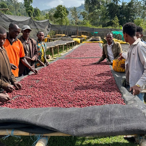 ETHIOPIA FINCHA HAWA BASHAKELELE