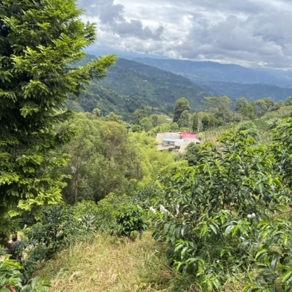 COLOMBIA EL DIVISO HALA TRIA